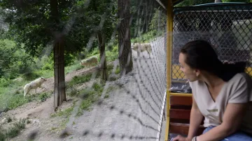 Nový vlčí výběh v olomoucké zoo