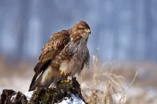 Českým ptákem roku se stala káně lesní. Rozšířený dravec, který pomáhá snižovat počty hrabošů
