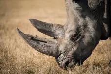 Ochránci nosorožců vsadili na padělaný roh. Má zaplavit trh a uškodit pytlákům i pašerákům