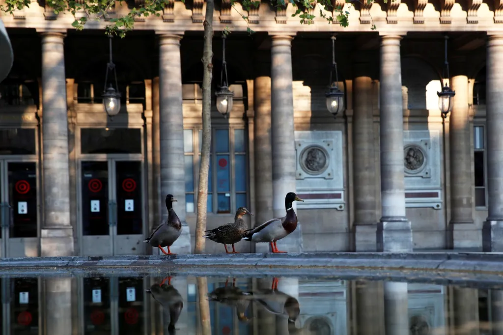 Divoké kachny se usídlily v Paříži u známého divadla Comédie-Francaise