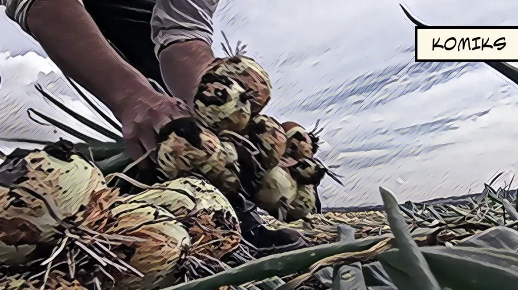 Deštivé počasí narušilo sklizeň cibule