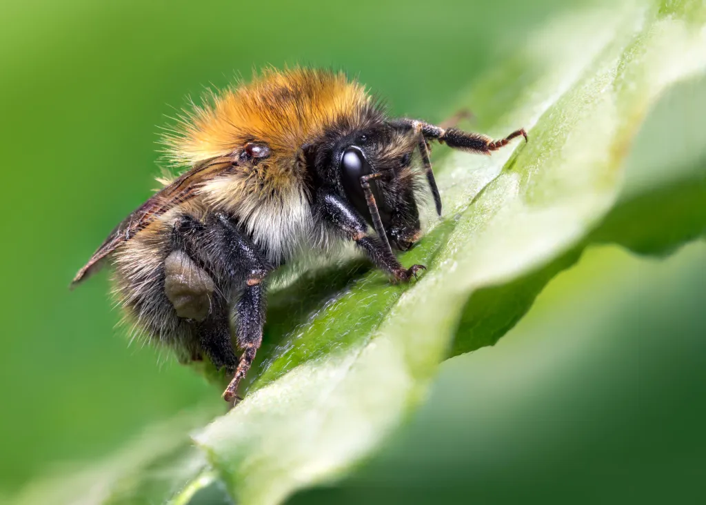 Vítězem v kategorii fotografů do 17 let se stal Jamie Spensley za snímek „Carder bee“
