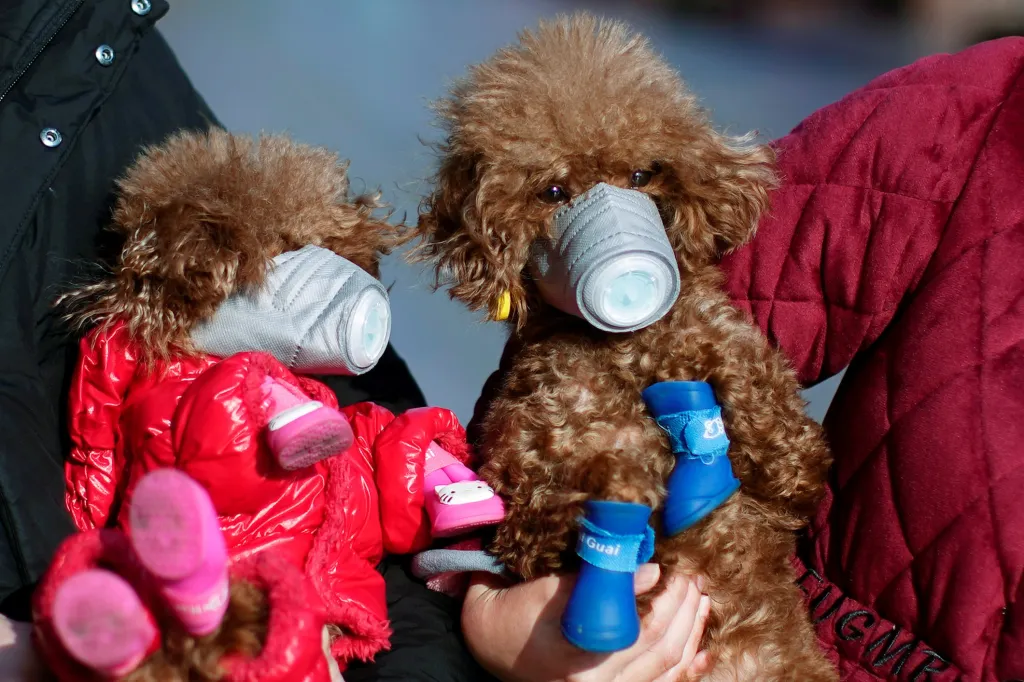 Psi s ochrannými maskami proti nákaze koronavirem na hlavním trhu v centru Šanghaje