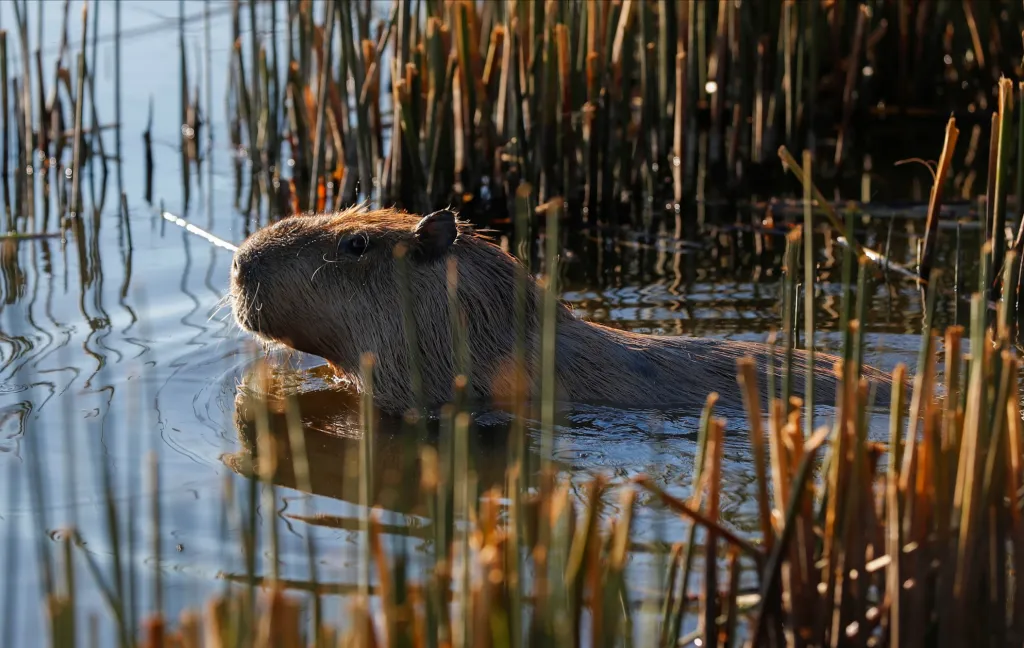 Kapybary se vracejí do svého původního prostředí v okrese Nordelta, který se nachází na severu Tigre Partido v Buenos Aires. Na původních mokřadech dnes stojí luxusní čtvrť