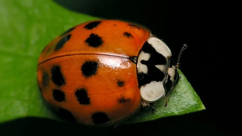 Harmonia axyridis