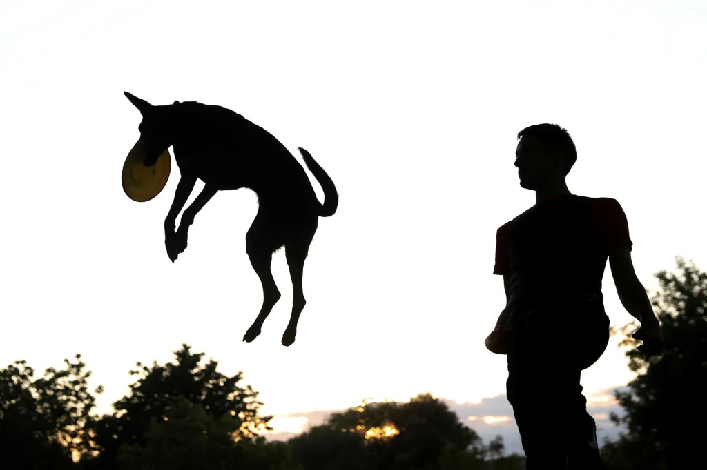 Akrobatický skok psa vedle svého majitele při úspěšném pokusu o lapení frisbee v madridském parku
