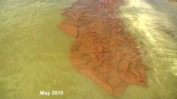Ropná havárie v Mexickém zálivu