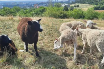 Psi napadají ovce spásající brněnskou Stránskou skálu