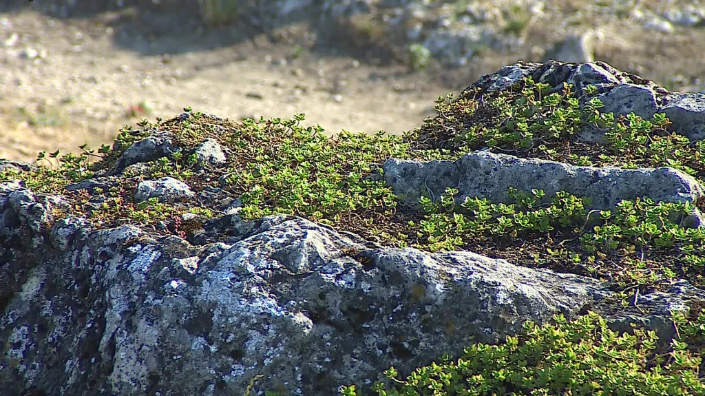 Getsemanská zahrada na Svatém kopečku