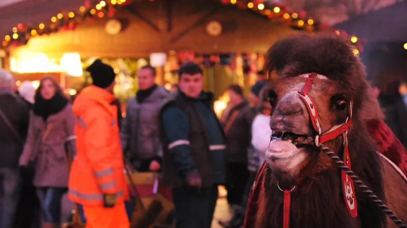 Velbloud - i to je advent v Ostravě