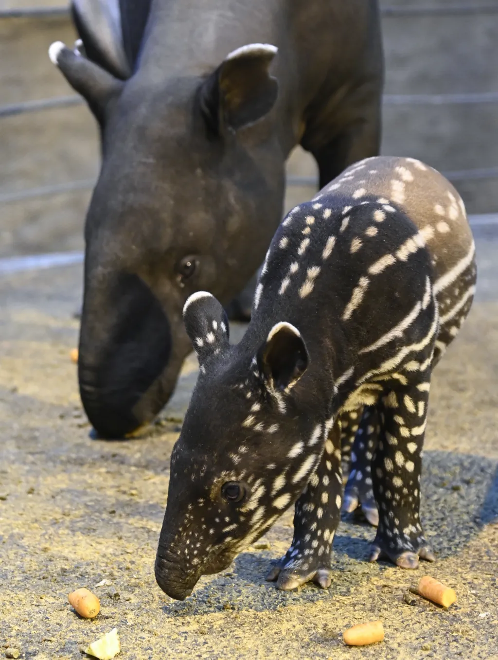 Ve zlínské zoologické zahradě se narodilo mládě tapíra čabrakového