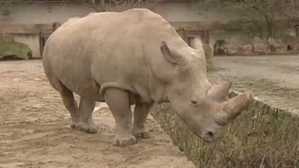 Nosorožec tuponosý