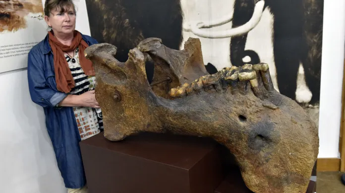 Spodní čelist chobotnatce ve zmodernizované expozici Moravského zemského muzea