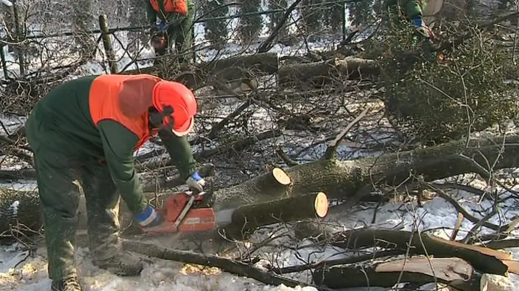 Kácení stromů ve Zlíně