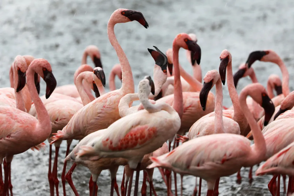 Plameňáci na jezeru Bogoria
