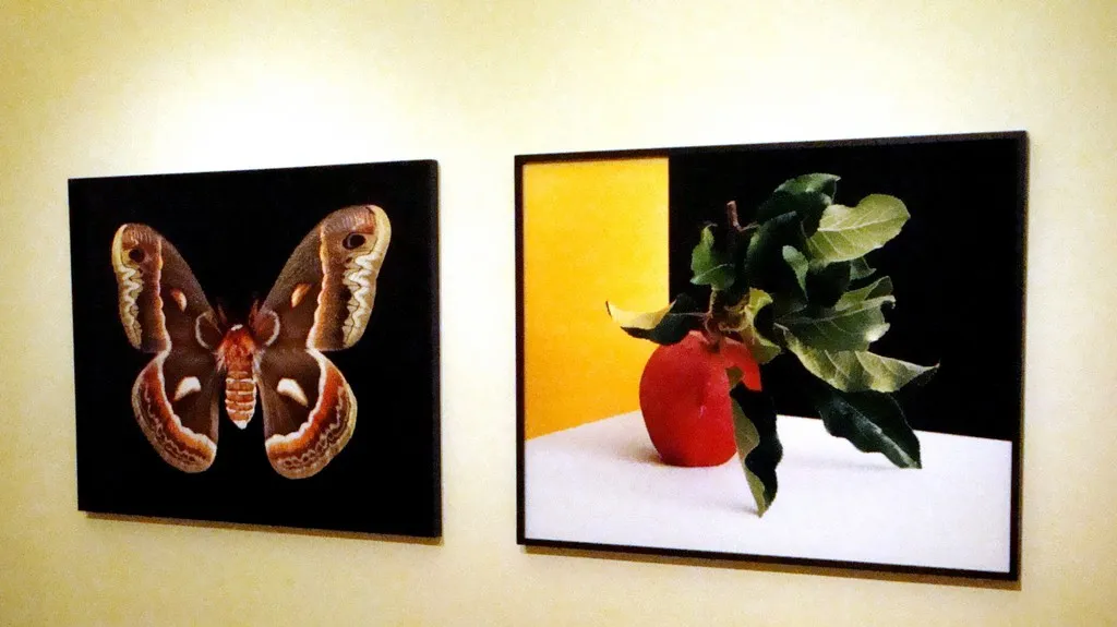 Shirana Shahbazi / z cyklu Květy, ovoce & portréty