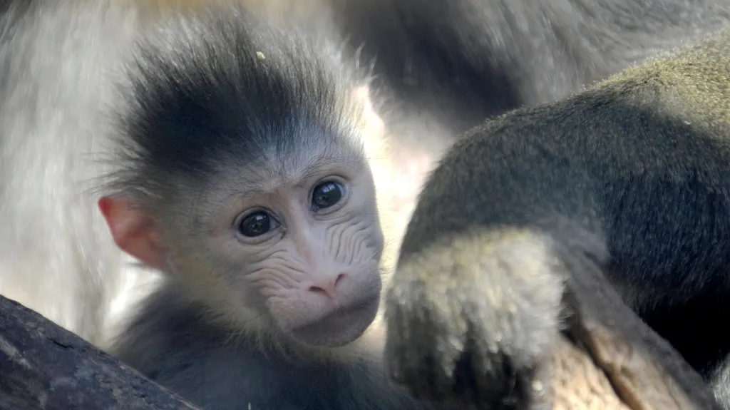 Mandril rýholící
