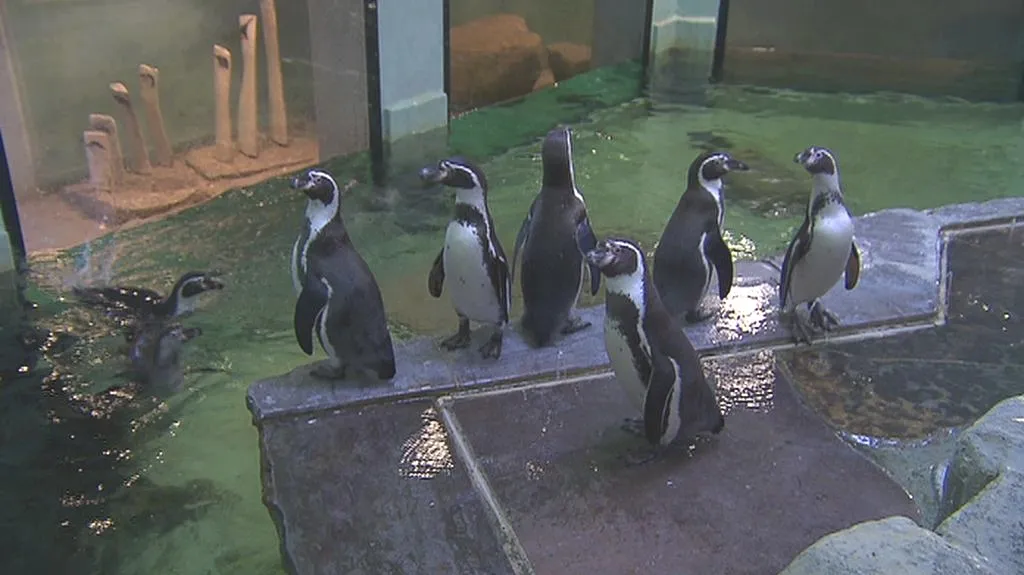 Tučňáci v pražské zoo