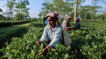 Sucho ohrožuje indický vývoz čaje a globální dodávky