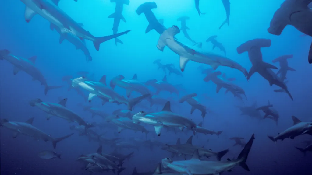 Žraloci kladivouni v kostarických vodách