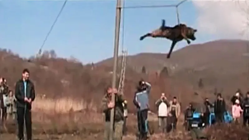 Bulharský psí rituál \"tričane\"