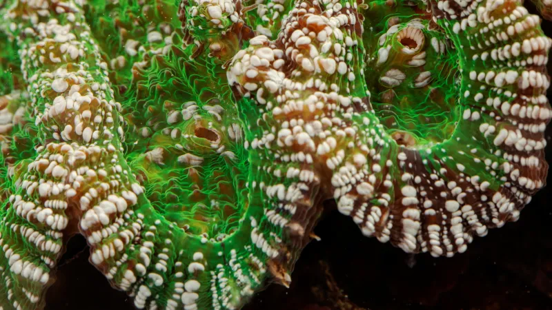 Detaily korálů z Karibiku