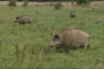 Veterináři změnili pravidla kvůli prasečímu moru. V postižených pásmech se nesmí prodávat ani zdravé kusy