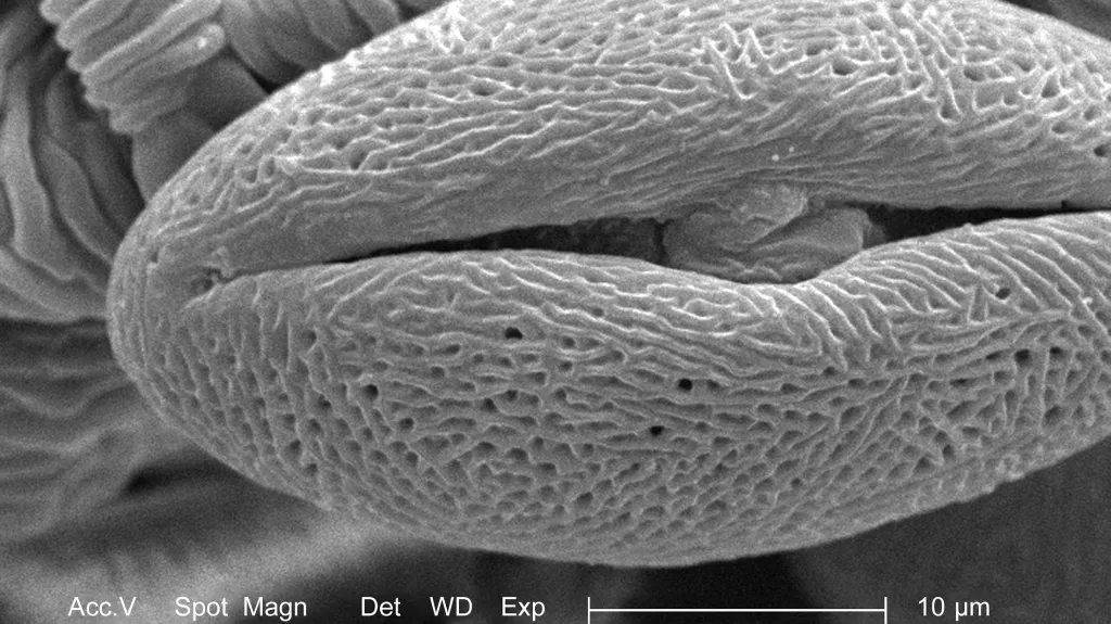 Pylové zrno pupalky pod mikroskopem