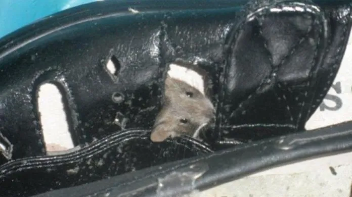 Inspektoři našli v letovickém Penny Marketu myši