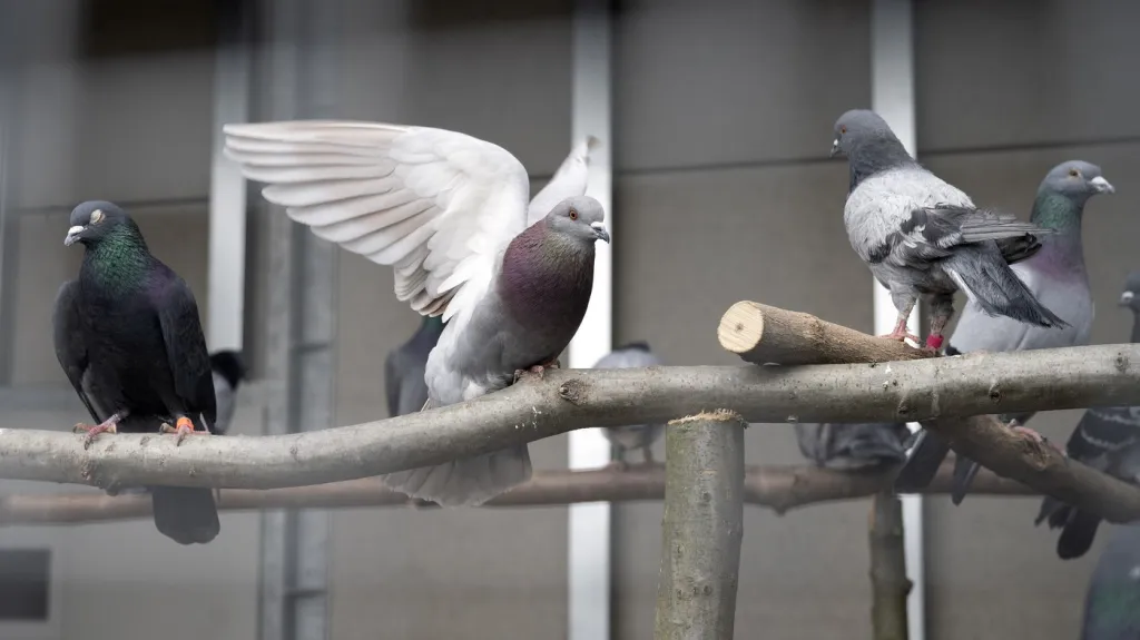 Záchranná stanice hl. m. Prahy pro volně žijící živočichy