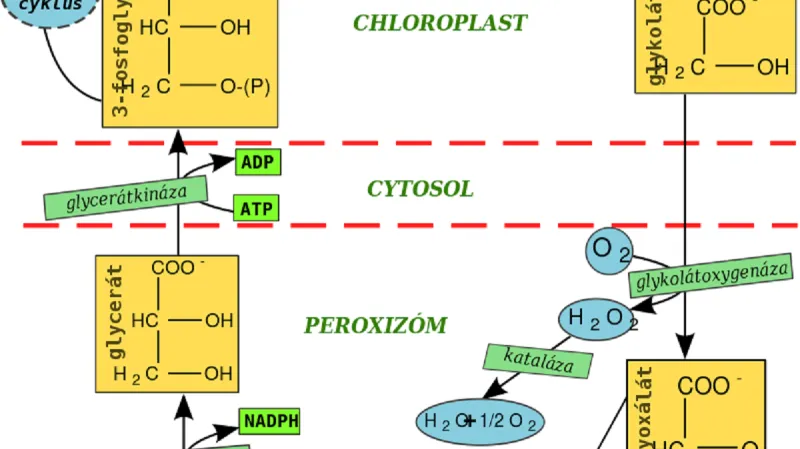 Schéma fotorespirace