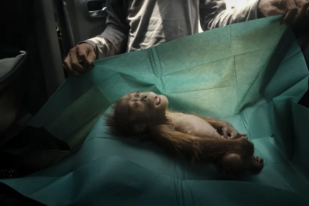 Nominace v sekci samostatná fotografie: Alain Schroeder se snímkem Final Farewell (Poslední sbohem). Mrtvé tělo měsíčního orangutana leží na chirurgickém stole záchranného týmu poté, co jej 10. března našli s poraněnou matkou na plantáži palem olejných, poblíž města Subulussalam na Sumatře v Indonésii. Orangutani jsou vytlačováni z deštného pralesa, kvůli rozšiřování plantáží a těžby dřeva. Matka byla nalezena zcela slepá se 74 střelnými ranami