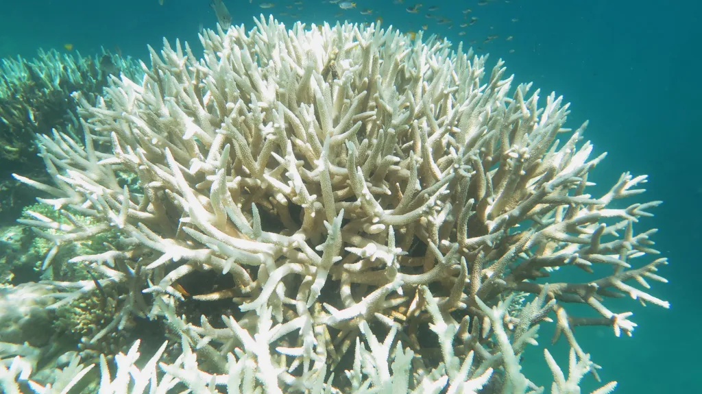 Vybledlý korál