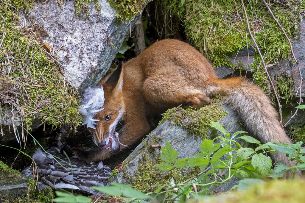 Vítězným fotografem v kategorii Nejlepší fotograf divoké přírody do 17 let se stala Finka Liina Heikkinen se snímkem lovící lišky