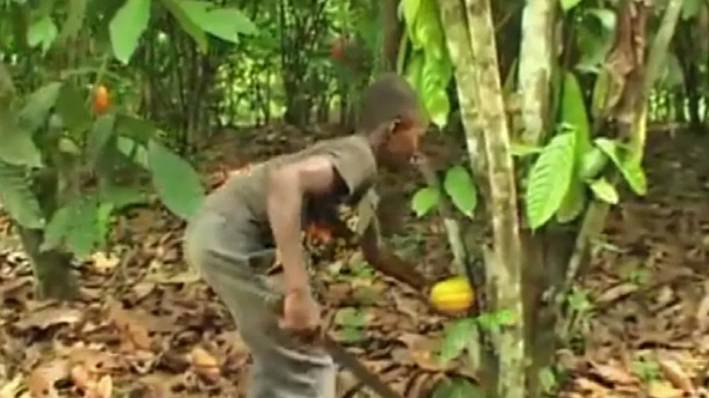 Dětská práce na kakaovníkových plantážích