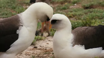 Albatrosové pokousaní myšmi