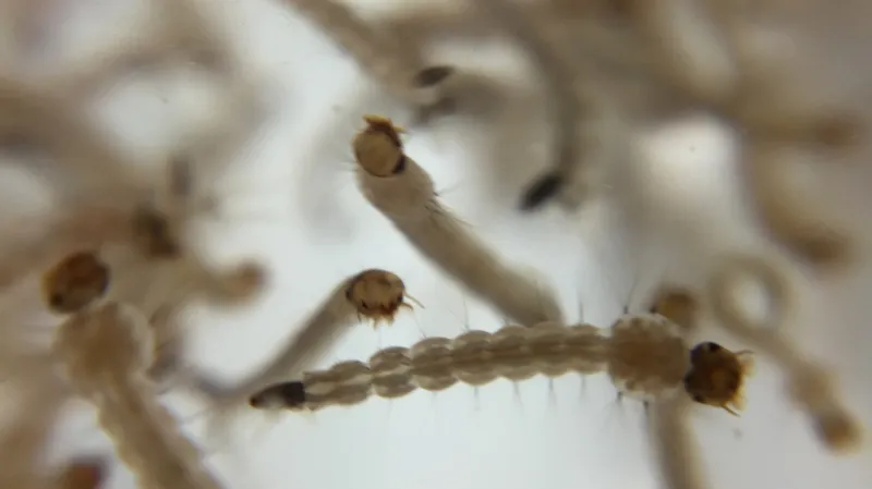 Larvy moskytů, kteří mimo jiné přenášejí horečku dengue