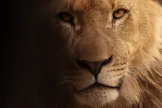 Za smrt zděchovského chovatele lvů nemůže žádný člověk. Prokázaly to záběry z kamery a pitva