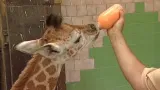 Krmení žirafího mláděte