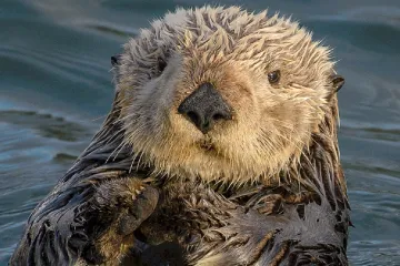 Mořské vydry si chrání zuby pomocí nástrojů, zručnější jsou samice