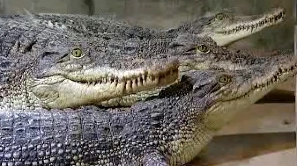 Krokodýlí zoo