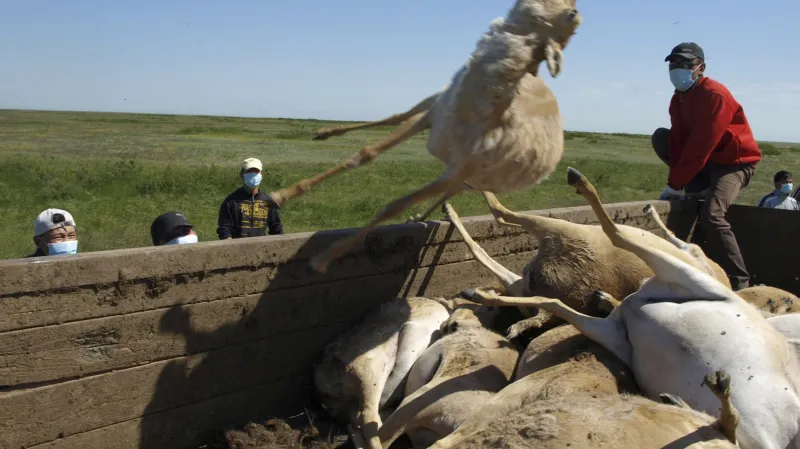 Mrtvé sajgy při epidemii roku 2010