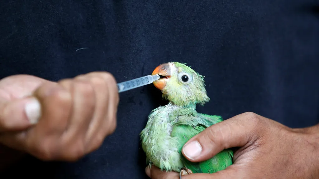 Záchrana ptáků v Indii