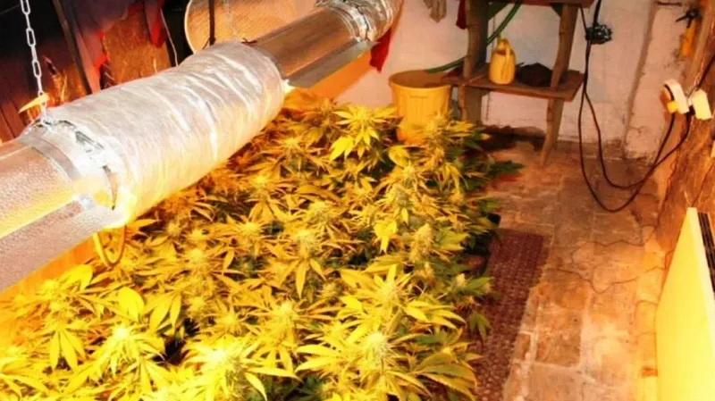 Pěstírna marihuany