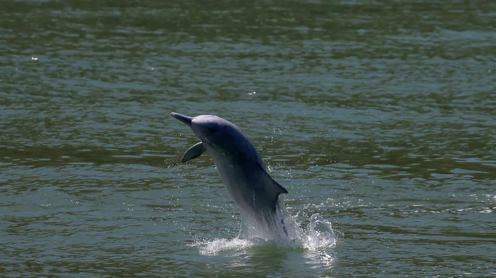 Do vod u Hongkongu se vracejí delfíni