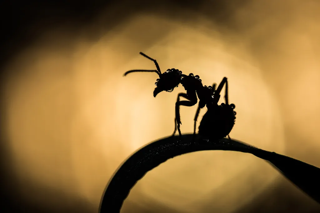 V kategorii Bezobratlí - hmyz, korýši, měkkýši a další zvítězil Fratišek Dulík se snímkem mravenčí siluety pořízené brzy ráno při svitu slunce s názvem Poslední bojovník.
