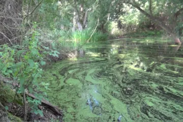 Zanesená strouha ve Veltrubech