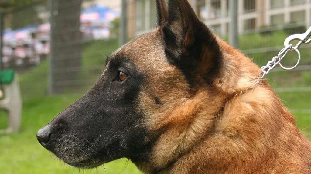 Belgický ovčák malinois