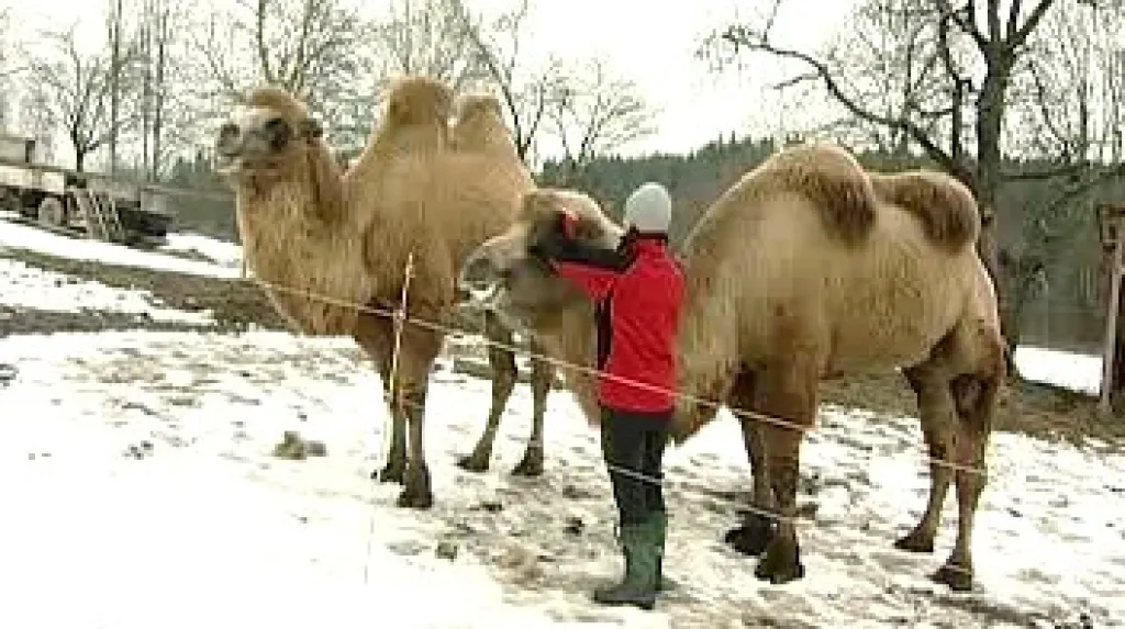 Jihočeští velbloudi