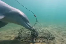 Australští delfíni se naučili vykrádat pasti na kraby